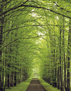 Tree Lined Rural Road